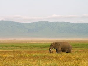 Séjour en Tanzanie, 2 expériences de voyage à vivre absolument